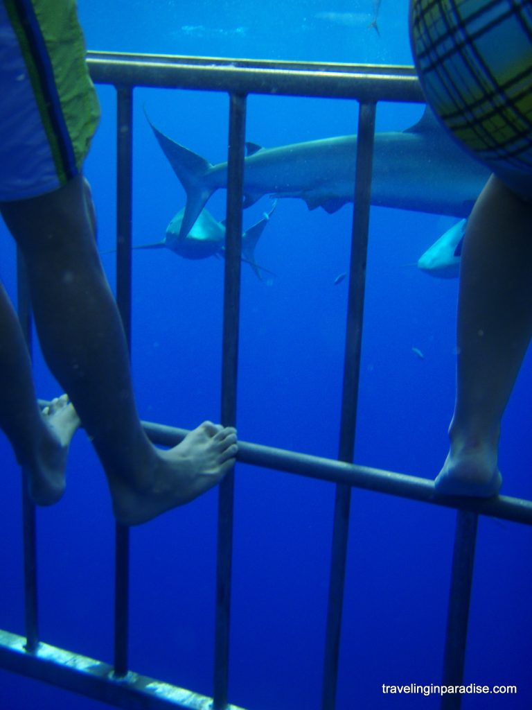 Shark Cage