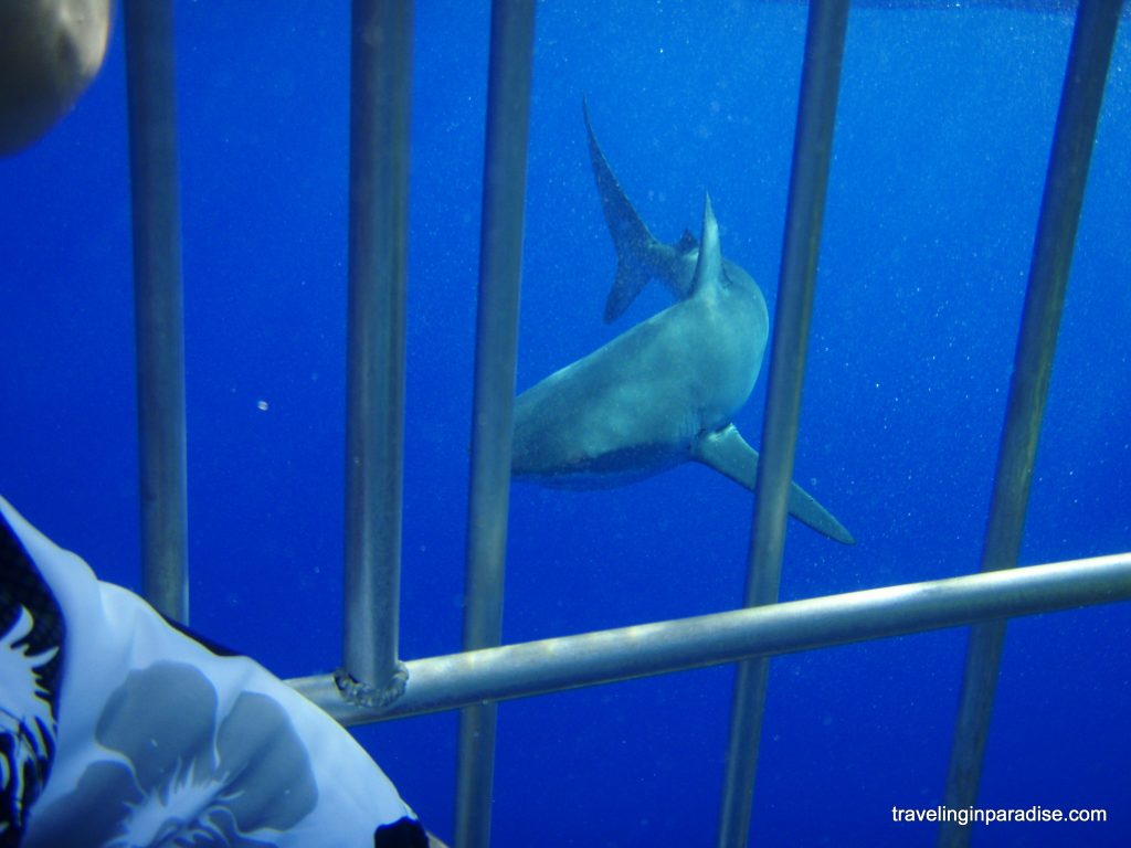 Shark Cage