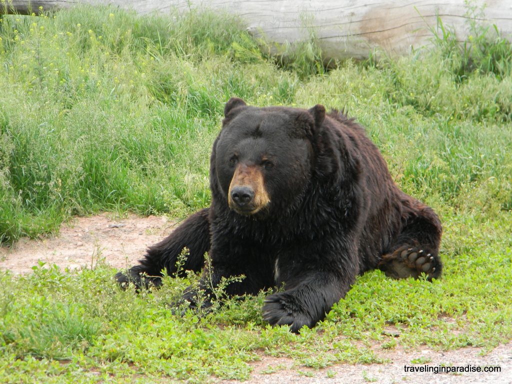 Bear Up Close