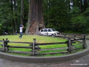 Chandelier Tree